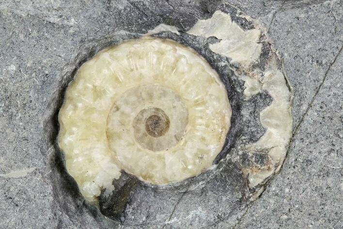 Ammonite (Promicroceras) Fossil - Lyme Regis #102884
